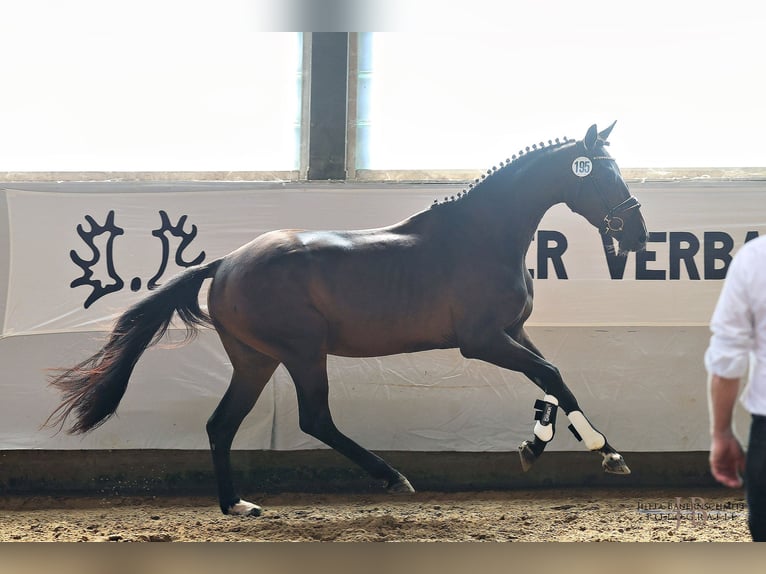Trakehner Jument 4 Ans 166 cm Bai brun in Königsbrunn