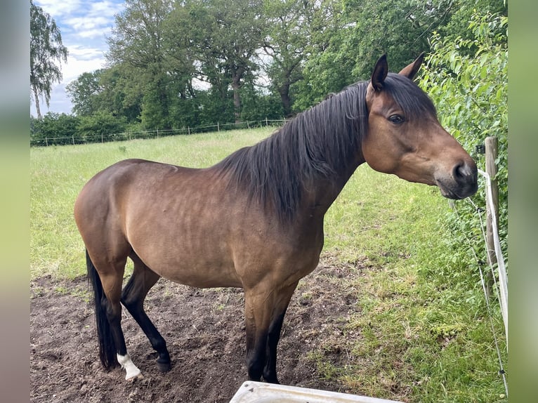 Trakehner Jument 4 Ans 166 cm Bai in Großenkneten