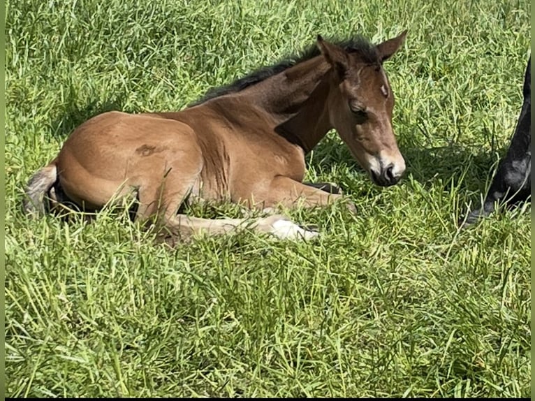 Trakehner Jument 4 Ans 166 cm  in Großenkneten