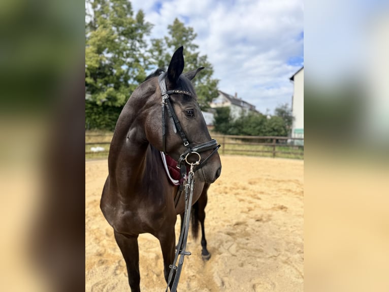 Trakehner Jument 4 Ans 167 cm Bai brun in Niestetal