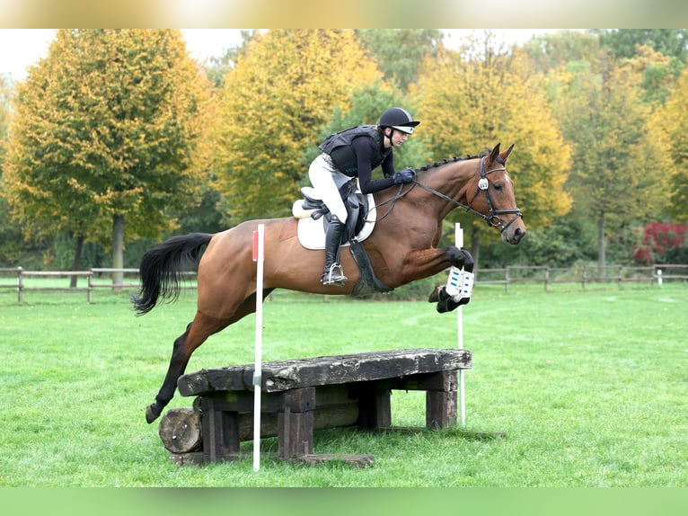 Trakehner Jument 4 Ans 167 cm Bai in Rade