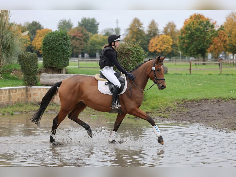 Trakehner Jument 4 Ans 167 cm Bai in Rade