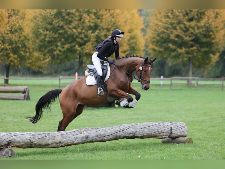 Trakehner Jument 4 Ans 167 cm Bai in Rade