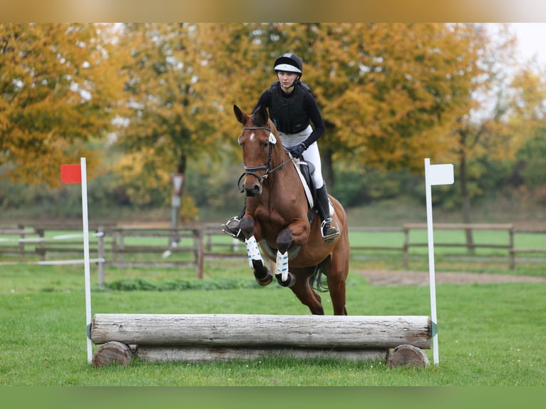 Trakehner Jument 4 Ans 167 cm Bai in Rade