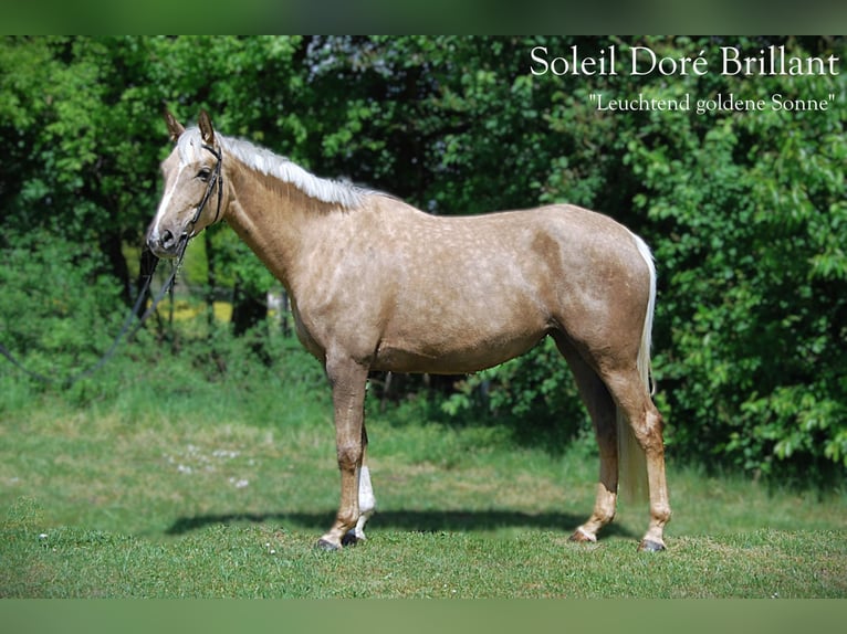Trakehner Jument 4 Ans 167 cm Palomino in Holzkirchen