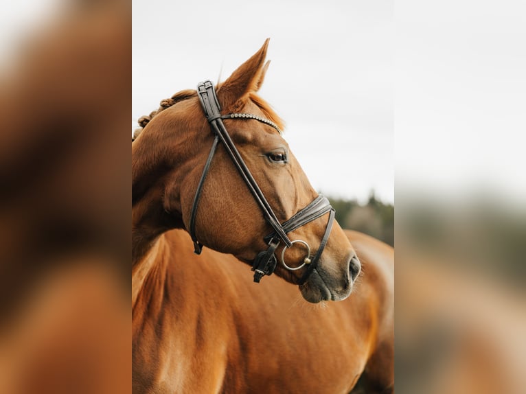 Trakehner Jument 4 Ans 168 cm Alezan in Waakirchen
