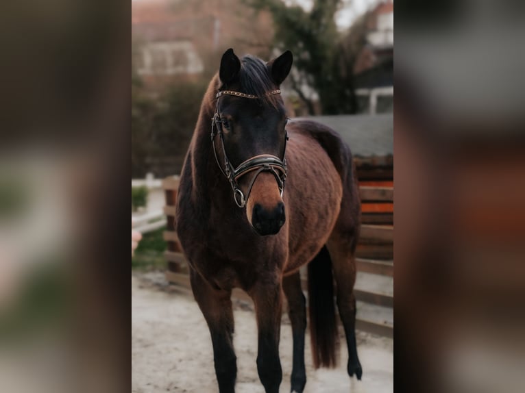Trakehner Jument 4 Ans 168 cm Bai brun in Nidderau