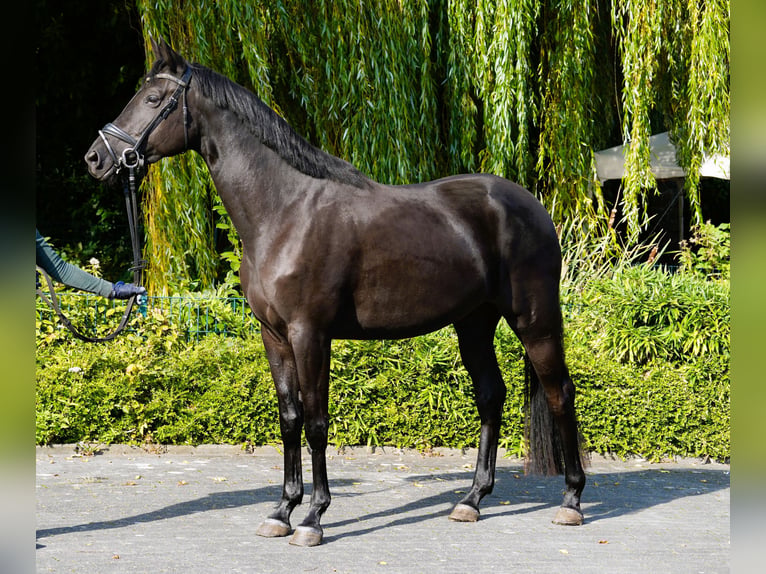 Trakehner Jument 4 Ans 168 cm Noir in Coesfeld