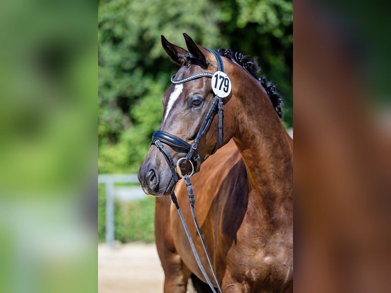Trakehner Jument 4 Ans 169 cm Bai brun foncé in Moosach