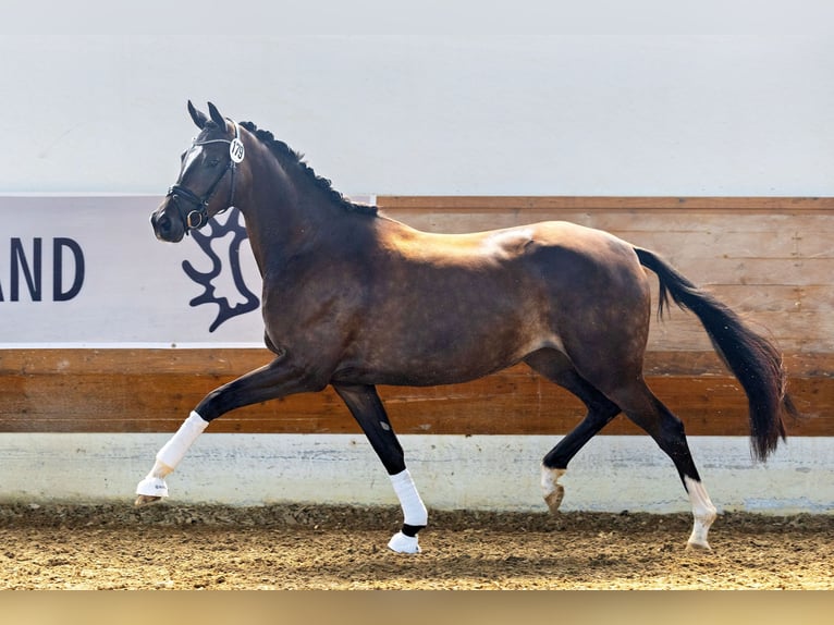 Trakehner Jument 4 Ans 169 cm Bai brun foncé in Moosach