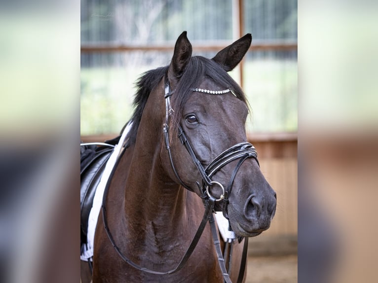 Trakehner Jument 4 Ans 169 cm Noir in Bad Wildungen