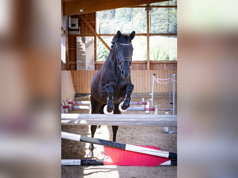 Trakehner Jument 4 Ans 169 cm Noir in Bad Wildungen