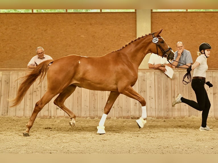 Trakehner Jument 4 Ans 171 cm Alezan in Starnberg