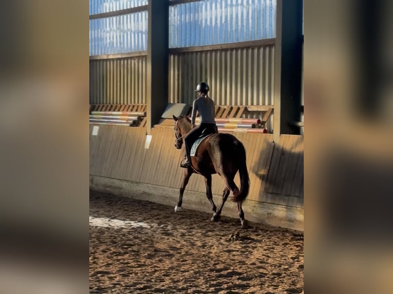 Trakehner Jument 4 Ans 173 cm Bai brun foncé in Haren