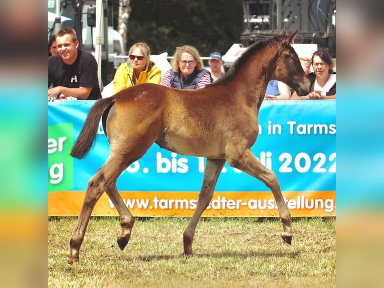 Trakehner Jument 4 Ans 173 cm Bai brun foncé in Haren