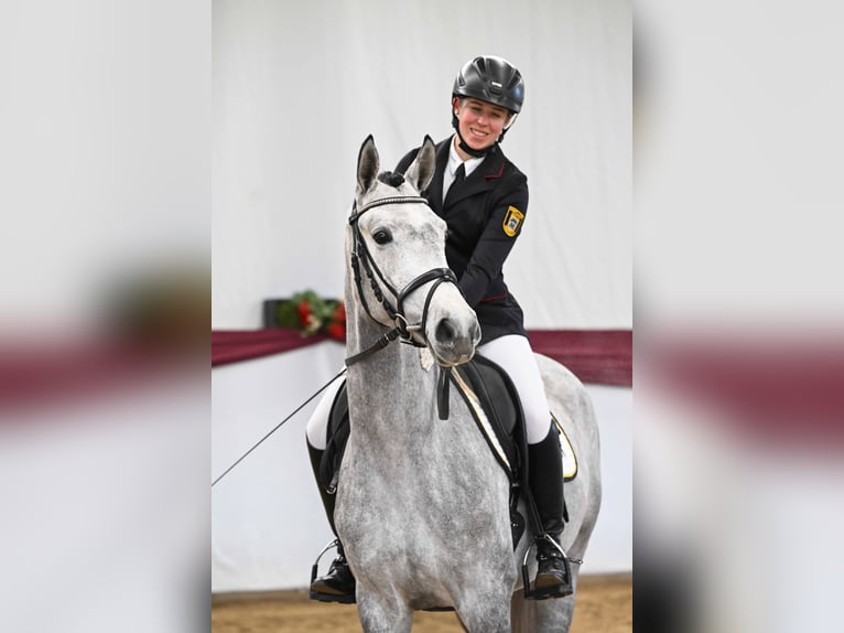 Trakehner Jument 4 Ans Gris in Gomadingen