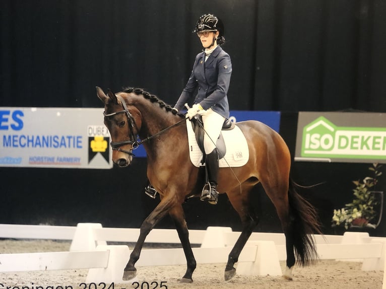 Trakehner Jument 5 Ans 155 cm Bai in Slagharen