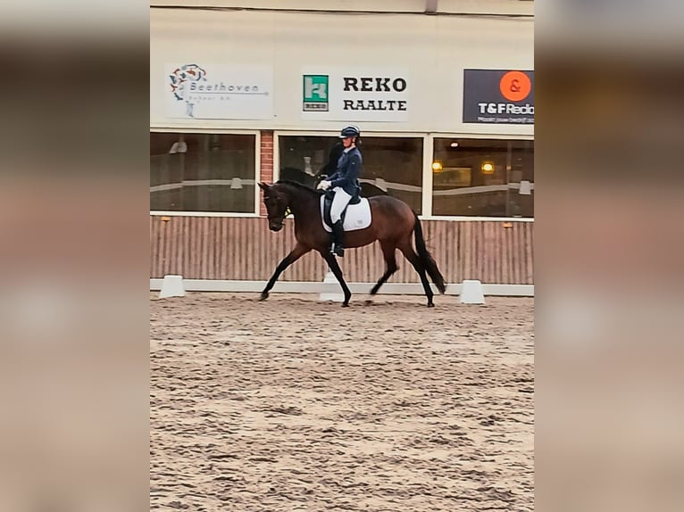 Trakehner Jument 5 Ans 155 cm Bai in Slagharen
