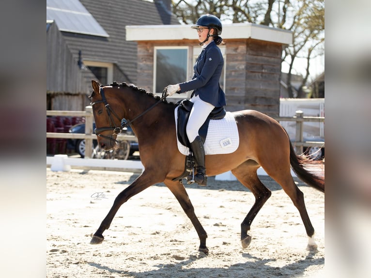 Trakehner Jument 5 Ans 155 cm Bai in Slagharen