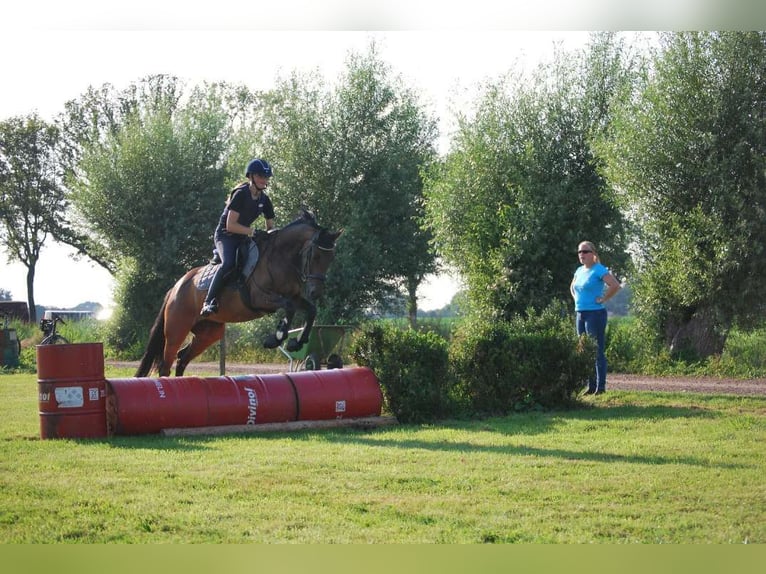 Trakehner Jument 5 Ans 155 cm Bai in Slagharen