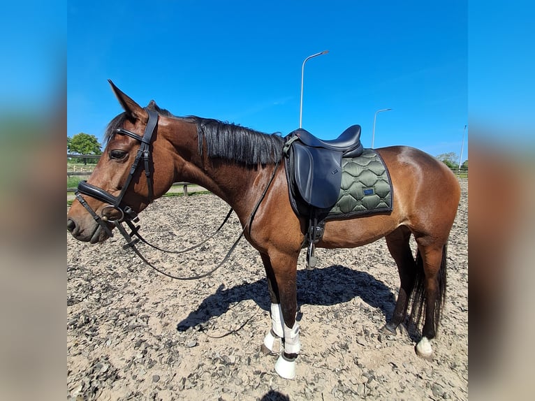 Trakehner Jument 5 Ans 155 cm Bai in Slagharen