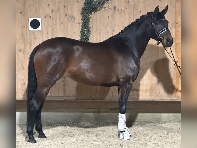 Trakehner Jument 5 Ans 160 cm Bai brun in Riedlingen