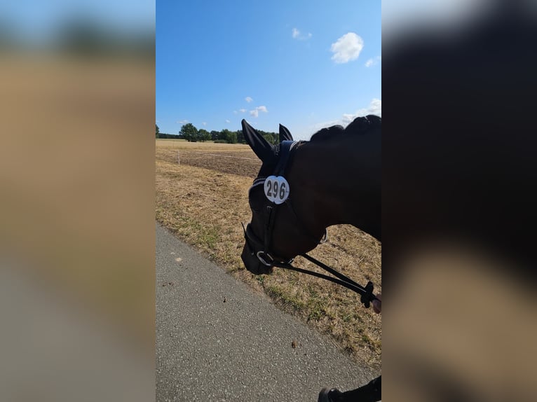 Trakehner Jument 5 Ans 162 cm Bai in Dannenberg (Elbe) Klein Heide
