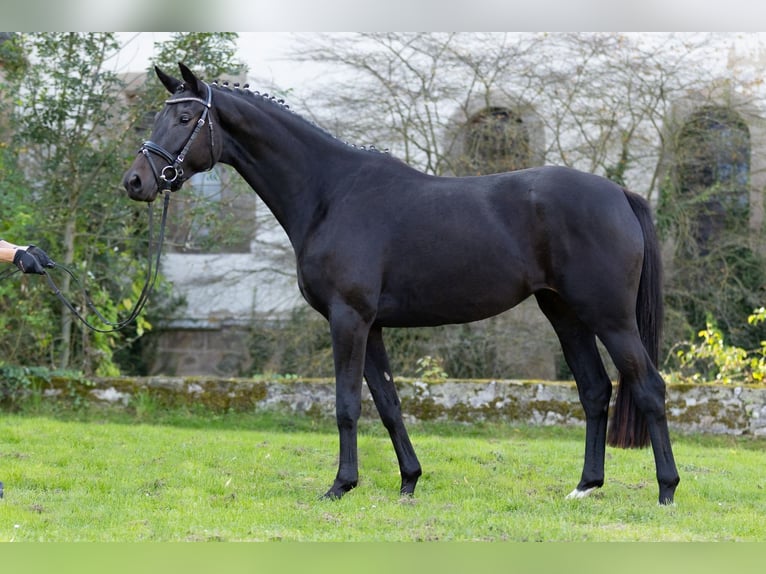 Trakehner Jument 5 Ans 163 cm Bai brun foncé in Wolfhagen