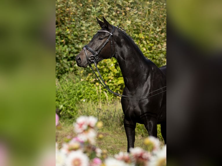 Trakehner Jument 5 Ans 163 cm Bai brun foncé in Wolfhagen