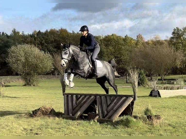 Trakehner Jument 5 Ans 163 cm Gris in Hanstedt