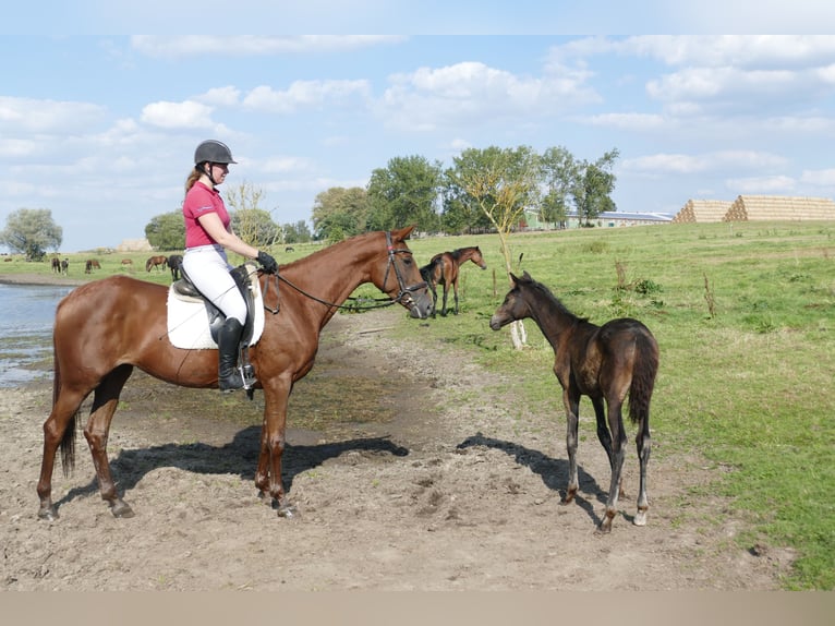 Trakehner Jument 5 Ans 165 cm Alezan brûlé in Ganschow