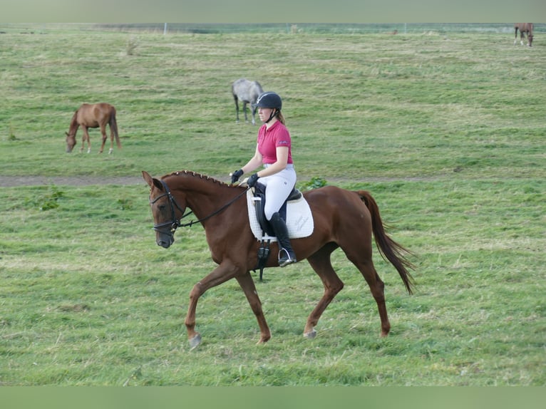 Trakehner Jument 5 Ans 165 cm Alezan brûlé in Ganschow