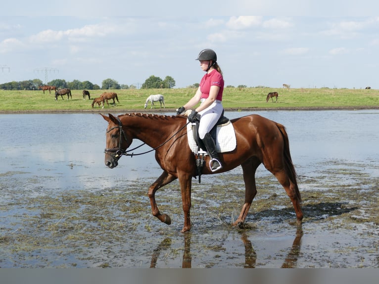 Trakehner Jument 5 Ans 165 cm Alezan brûlé in Ganschow