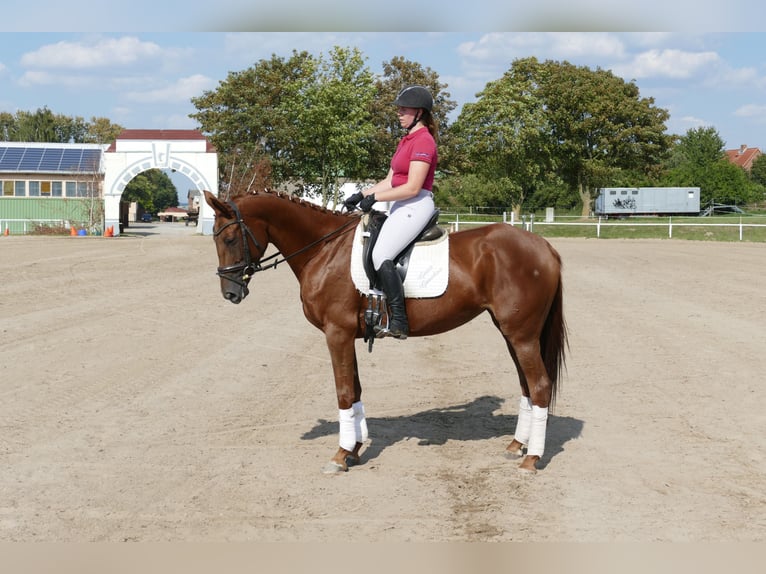 Trakehner Jument 5 Ans 165 cm Alezan brûlé in Ganschow