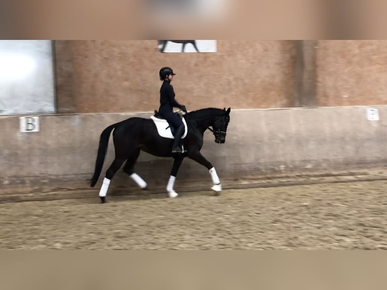 Trakehner Jument 5 Ans 165 cm Bai brun foncé in Mehrnbach