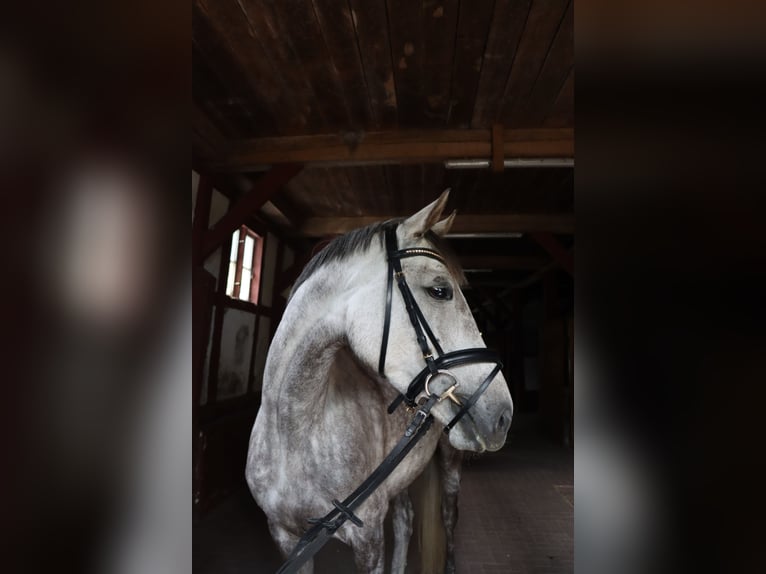 Trakehner Jument 5 Ans 165 cm Gris in Alveslohe