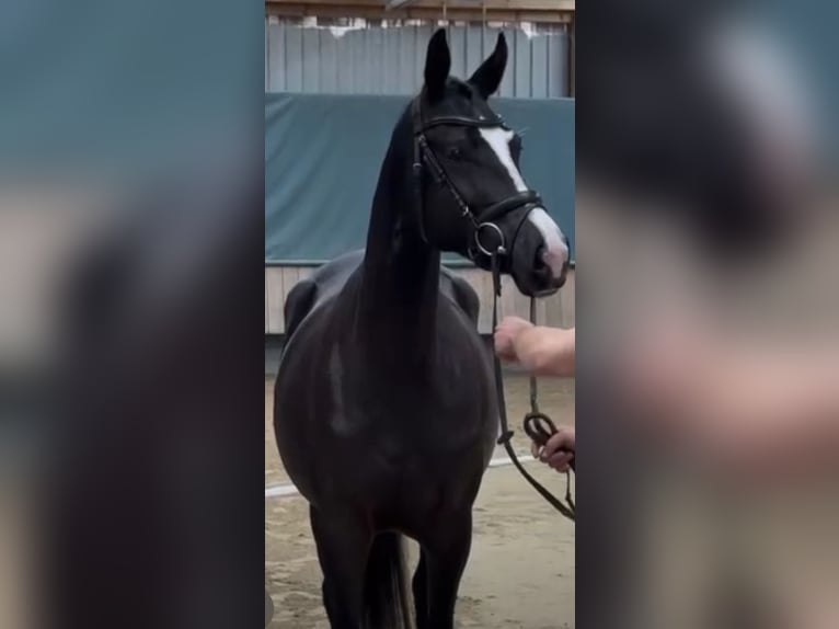 Trakehner Jument 5 Ans 166 cm Bai brun in Überherrn
