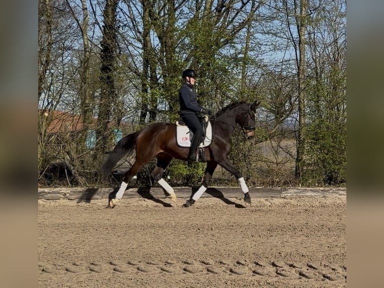 Trakehner Jument 5 Ans 166 cm Bai brun in Fröndenberg