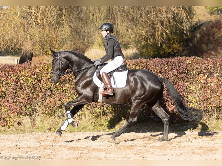 Trakehner Jument 5 Ans 166 cm Noir in Neumünster