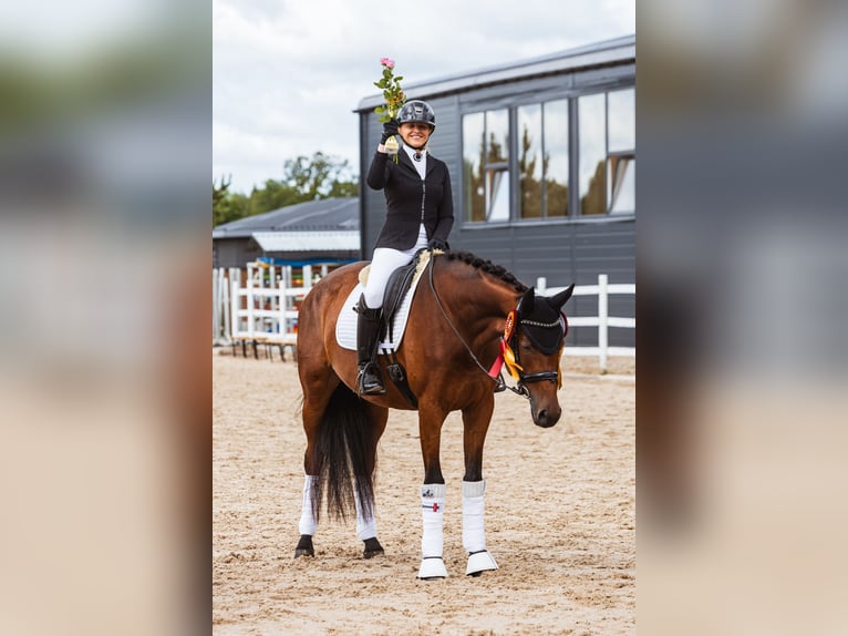 Trakehner Jument 5 Ans 167 cm Bai cerise in Vilnius