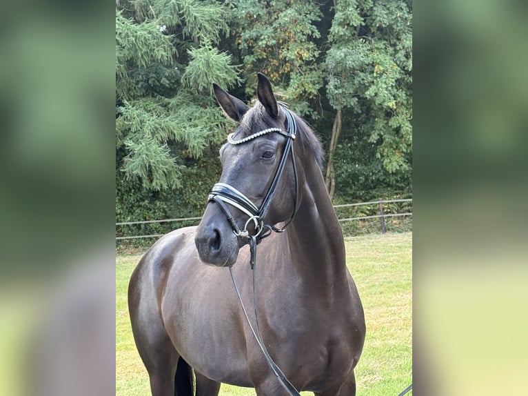 Trakehner Jument 5 Ans 167 cm Noir in Aachen