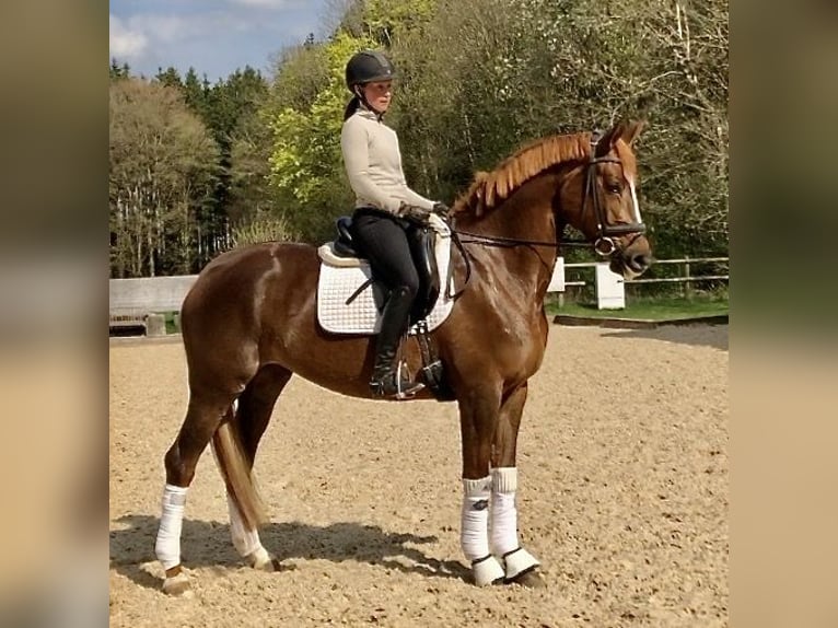Trakehner Jument 5 Ans 168 cm Alezan brûlé in Sauerlach