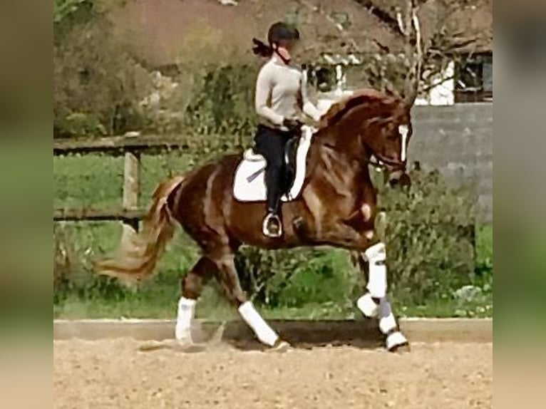 Trakehner Jument 5 Ans 168 cm Alezan brûlé in Sauerlach