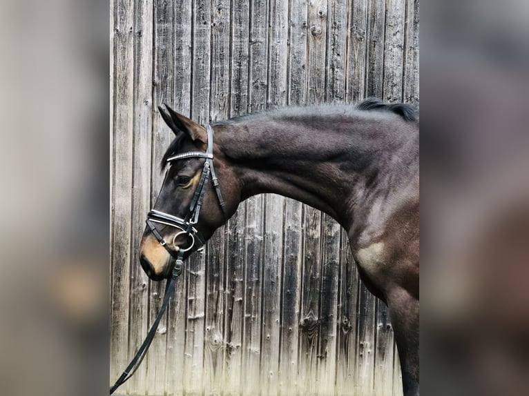 Trakehner Jument 5 Ans 168 cm Bai brun in Baching