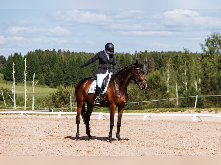 Trakehner Jument 5 Ans 168 cm Bai brun in Vilnius