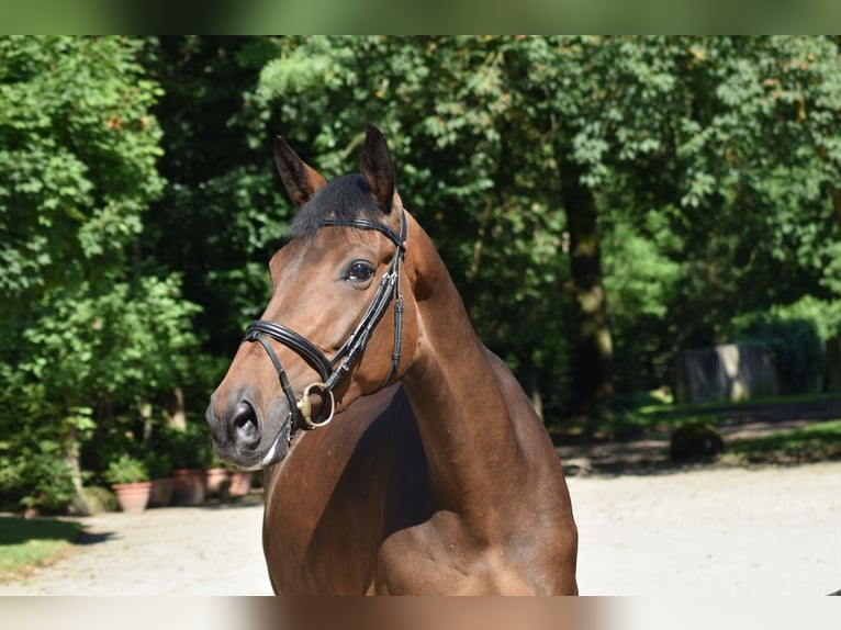 Trakehner Jument 5 Ans 168 cm Bai in Suhlendorf