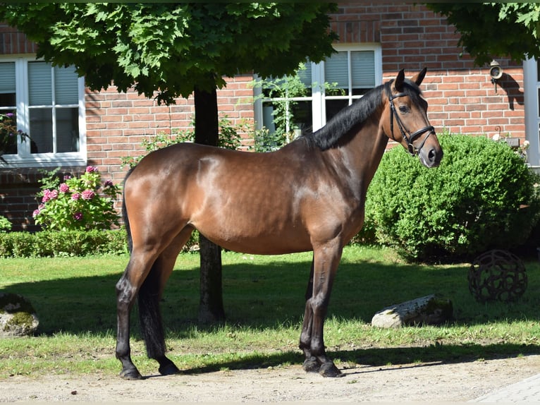 Trakehner Jument 5 Ans 168 cm Bai in Suhlendorf