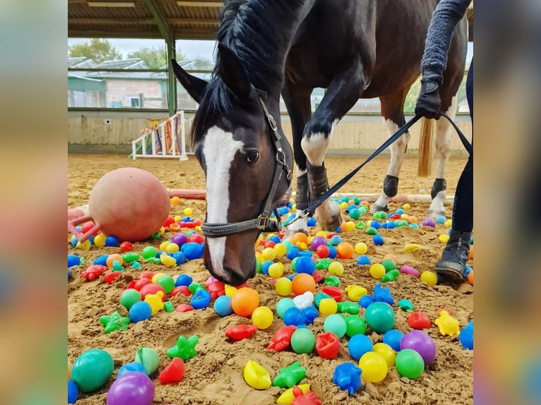 Trakehner Croisé Jument 5 Ans 168 cm Pinto in Harsewinkel