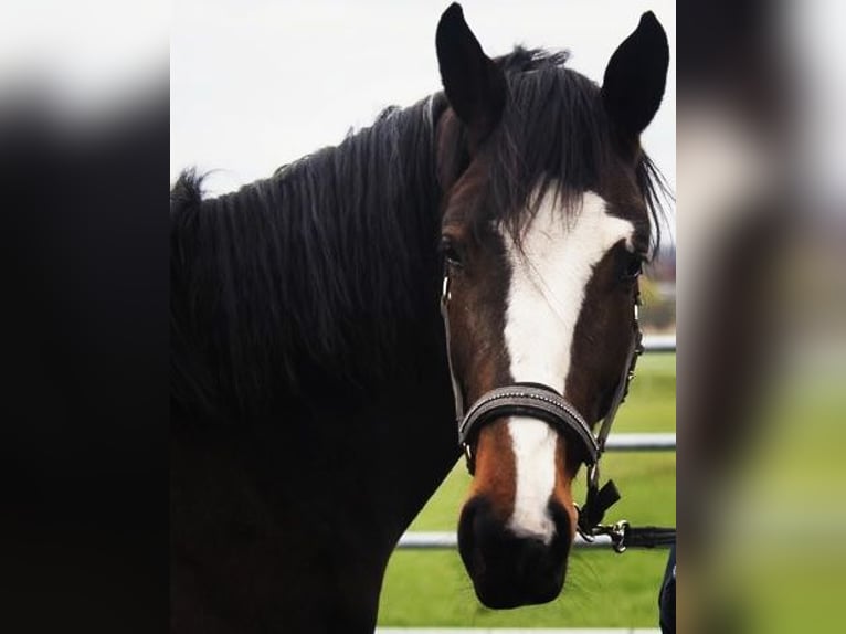 Trakehner Croisé Jument 5 Ans 168 cm Pinto in Harsewinkel