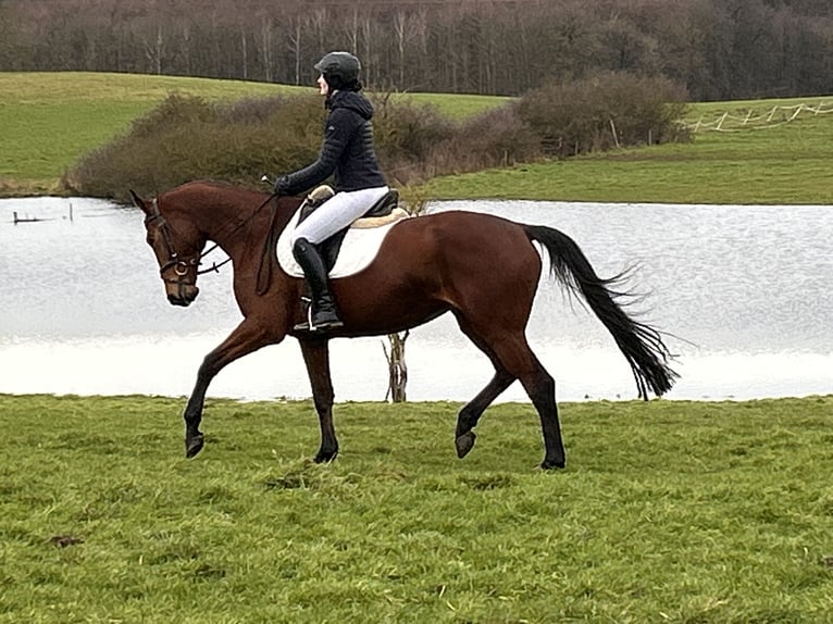 Trakehner Jument 5 Ans 169 cm Bai in Ganschow